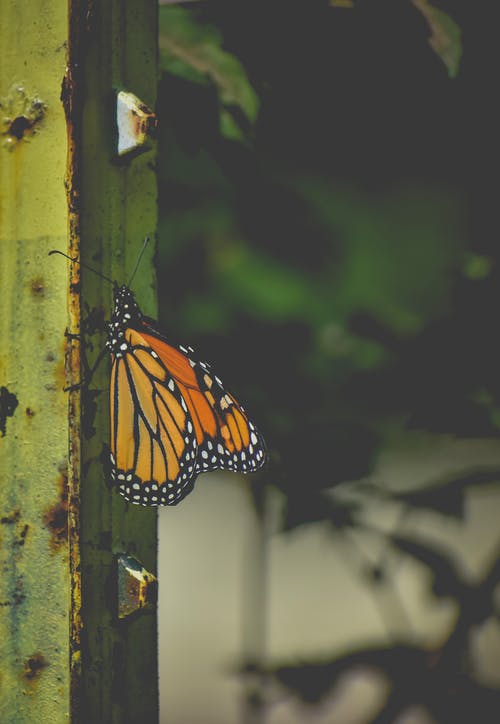 有关danaus plexippus, 冷静, 动物学的免费素材图片