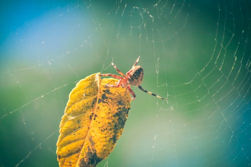 有关araneus diadematus, Web, 乾的的免费素材图片