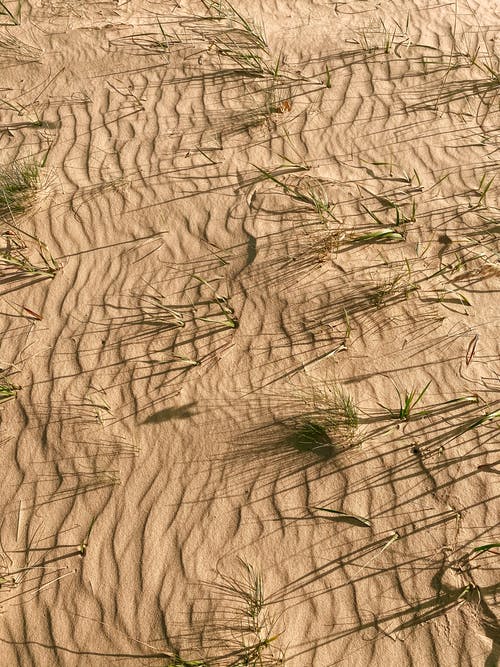 有关乾旱, 乾的, 垂直拍摄的免费素材图片