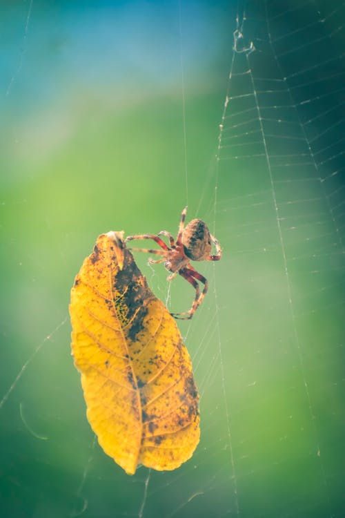 有关araneus diadematus, 充满活力, 公园的免费素材图片