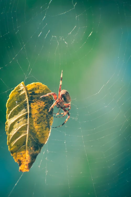 有关araneus diadematus, Web, 下落的免费素材图片