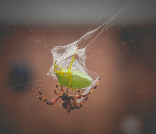 有关araneus diadematus, Web, 充满活力的免费素材图片