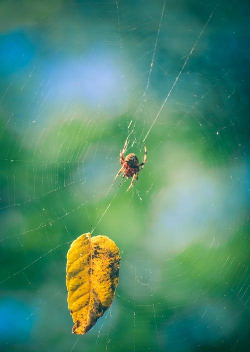 有关araneus diadematus, Web, 公园的免费素材图片