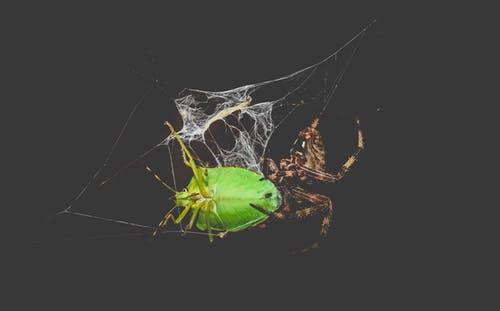 有关araneus diadematus, Web, 动物学的免费素材图片