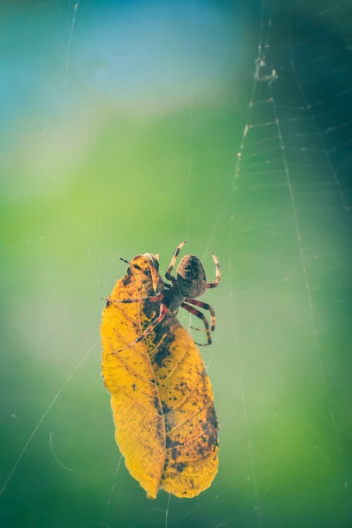 有关araneus diadematus, Web, 公园的免费素材图片