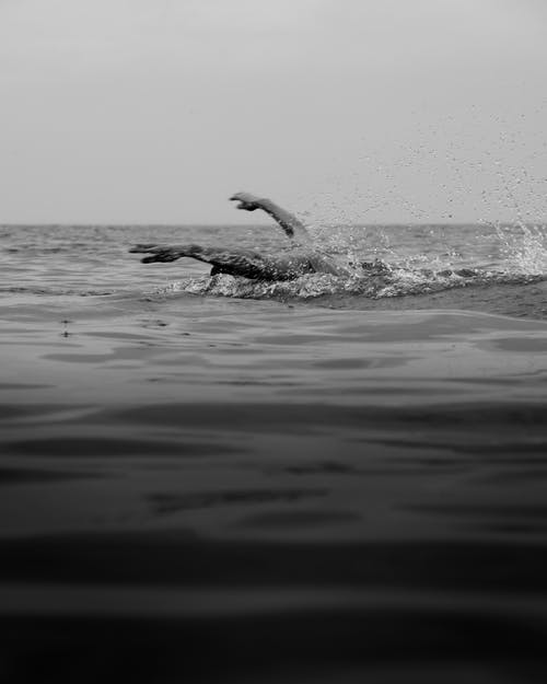 有关bw, 不露面, 享受的免费素材图片