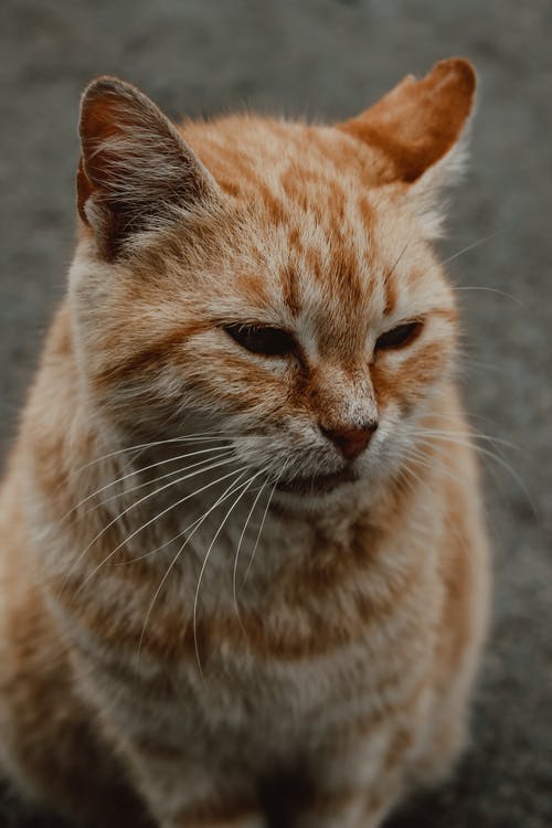 有关可愛, 可愛的, 垂直拍摄的免费素材图片