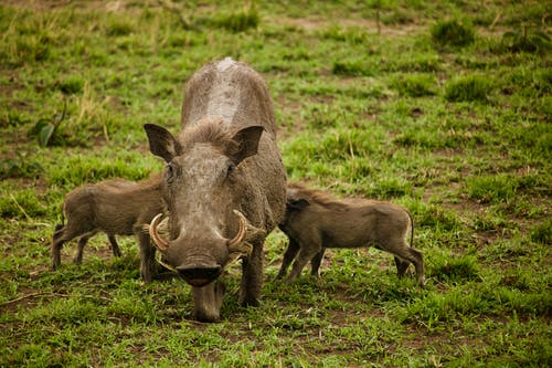 有关哺乳動物, 特写, 疣猪的免费素材图片