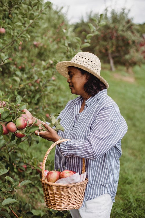 民族园丁从农村的树上收集苹果 · 免费素材图片