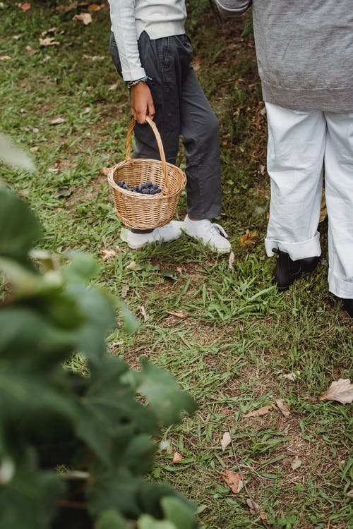 匿名的族裔妇女提着篮子用葡萄在花园里 · 免费素材图片