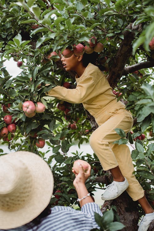族裔少女收获水果在树上 · 免费素材图片