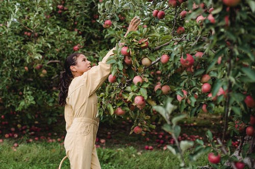 西班牙裔青少年的女孩，收获成熟的苹果 · 免费素材图片