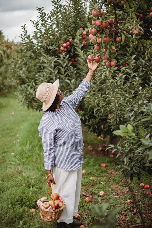 族裔女性园丁从树枝上收集苹果 · 免费素材图片