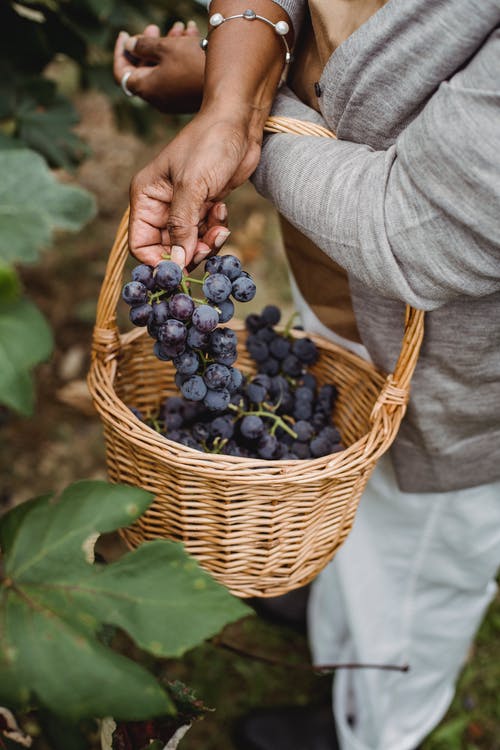 作物民族收割机在农村的葡萄藤里采摘葡萄 · 免费素材图片