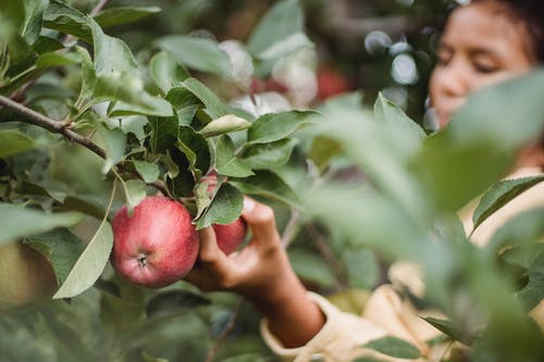 在花园里采摘成熟的苹果的少女 · 免费素材图片