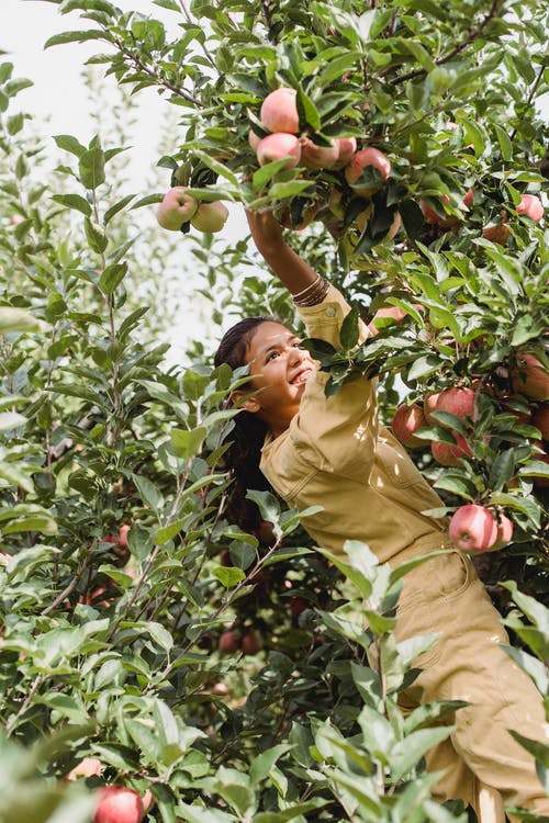 从种植园的绿树上收集苹果的族裔女孩 · 免费素材图片