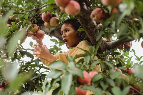 惊讶的族裔女孩在树上摘苹果 · 免费素材图片