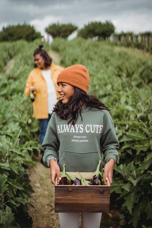 满足的种族女孩和母亲在农田上收集茄子 · 免费素材图片