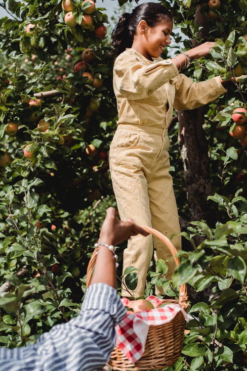 高兴的民族女孩，在花园里摘与农夫的新鲜苹果 · 免费素材图片