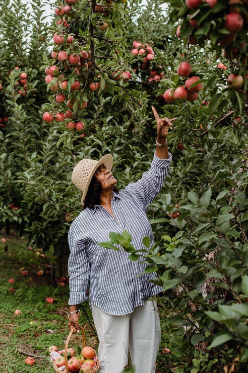 成熟的族裔农民指着成熟的苹果，在花园里 · 免费素材图片