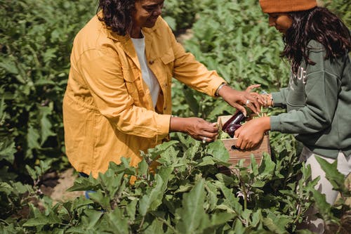 夏季在农作物上采摘茄子的农作物民族收割机 · 免费素材图片