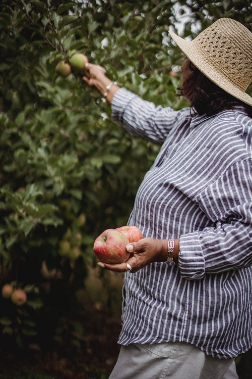 匿名的族裔女人收获成熟的苹果 · 免费素材图片