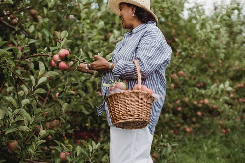 幸福的西班牙裔女人收获苹果在花园里 · 免费素材图片
