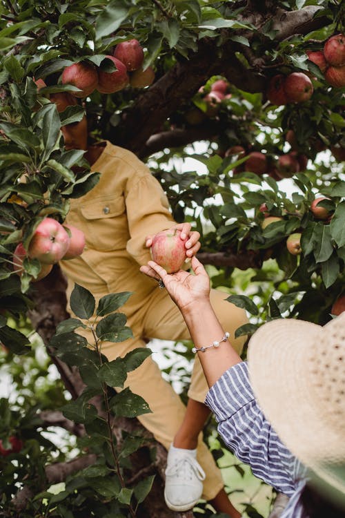 农夫与郁郁葱葱的花园里的女孩收获苹果 · 免费素材图片