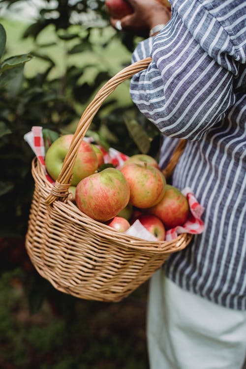 女人在收获季节在果园里收集苹果 · 免费素材图片