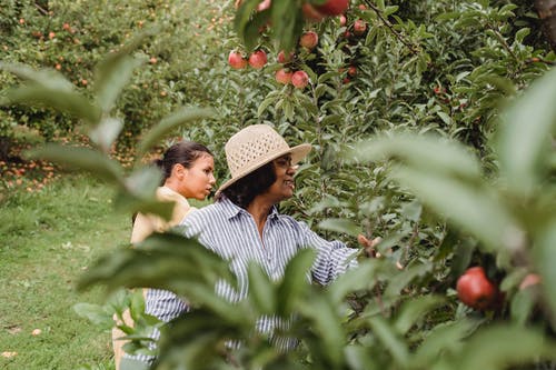族裔母亲在绿色果园里收获水果 · 免费素材图片