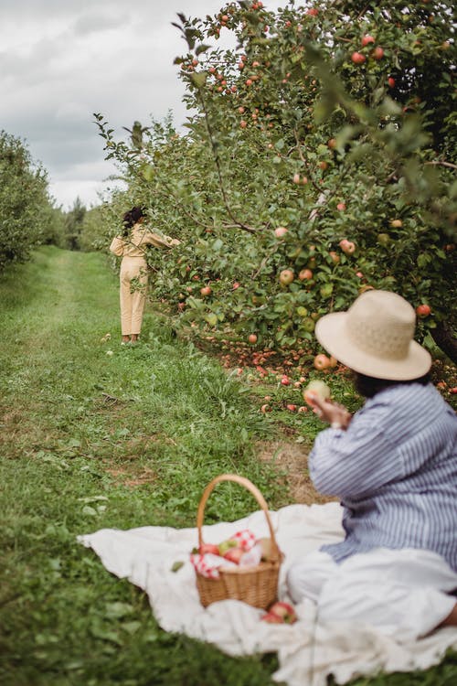 十几岁的女孩在绿色的花园中收集苹果 · 免费素材图片