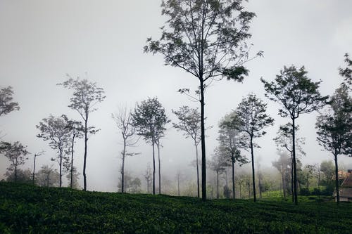 有关公园, 冷静, 华丽的的免费素材图片