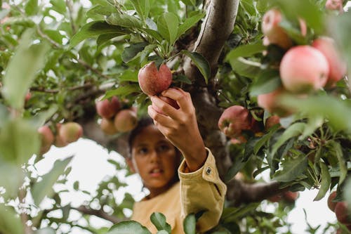 种族青少年的女孩爬上树上收获水果 · 免费素材图片