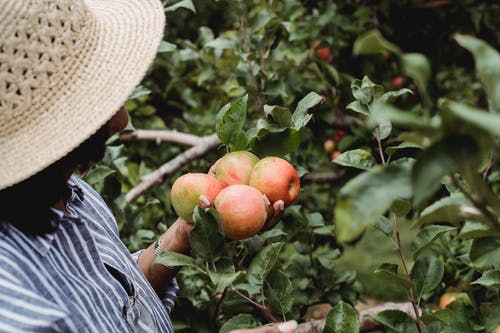 采摘大成熟的苹果，生长在花园里的女人 · 免费素材图片