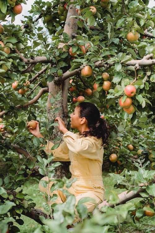 民族农民从农田上的树上采摘成熟的苹果 · 免费素材图片