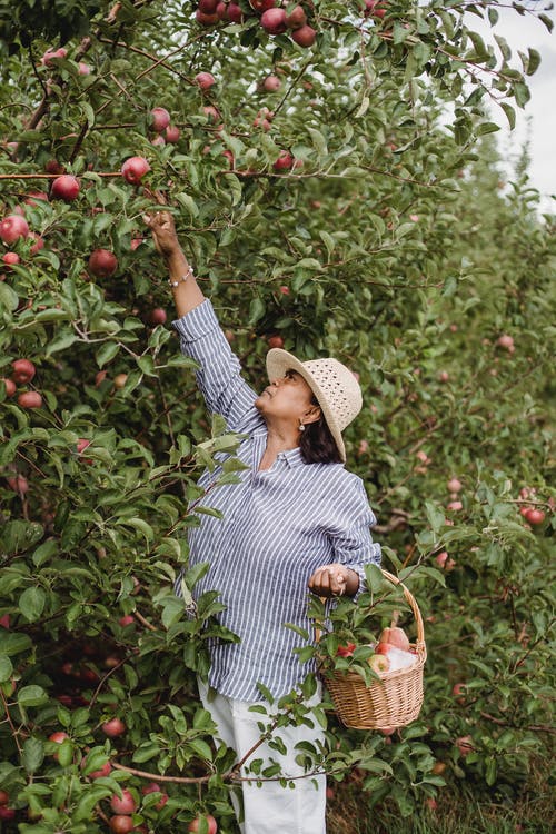 民族园丁从农场上的树上收集苹果 · 免费素材图片