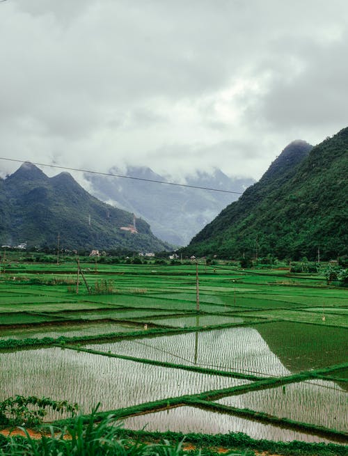 有关农业用地, 山腰, 林场的免费素材图片