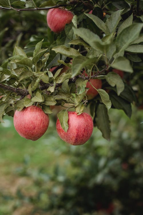 成熟的苹果，茂密的树枝上 · 免费素材图片