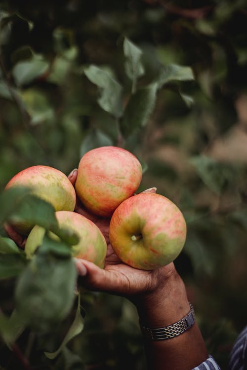 族裔女人在院子里摘新鲜的苹果 · 免费素材图片