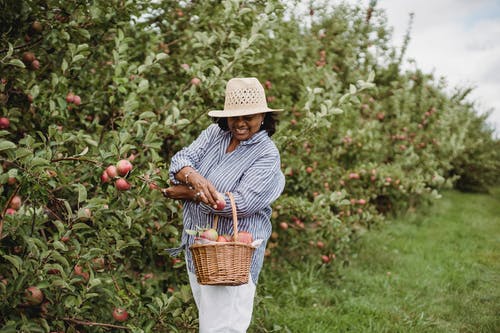 苹果花园里的西班牙裔女人 · 免费素材图片