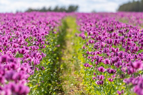 有关夏天, 明亮, 景深的免费素材图片