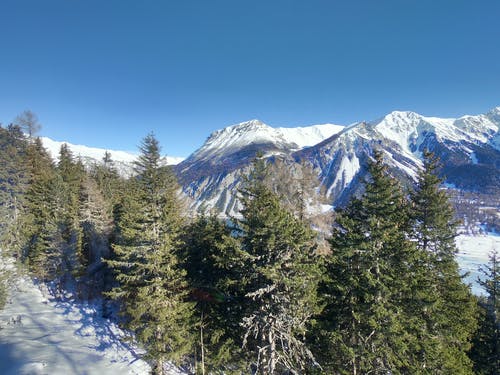 有关不变, 冷, 冷杉的免费素材图片