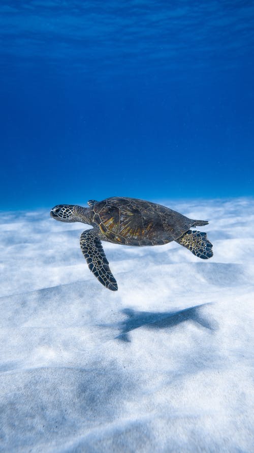 在蓝色的大海中游泳的大水龟 · 免费素材图片