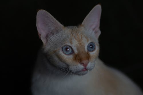 有关公寓, 冷静, 凝视的免费素材图片