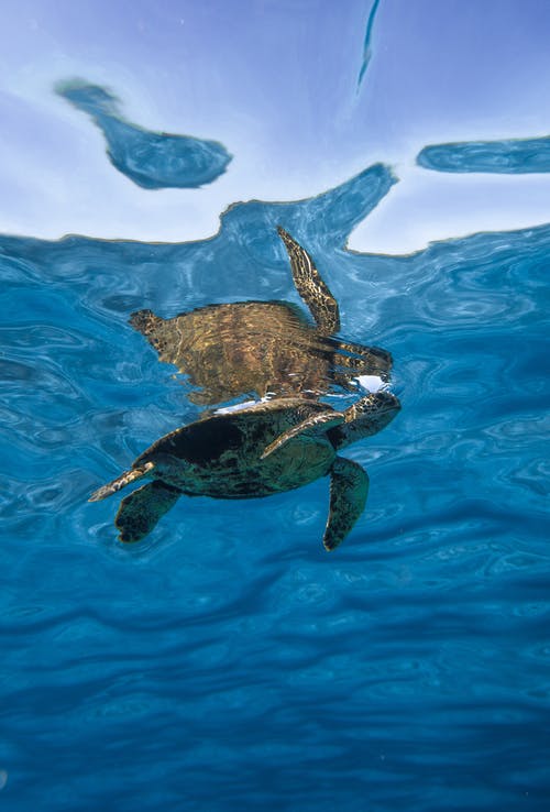 大野龟在海水里游泳 · 免费素材图片