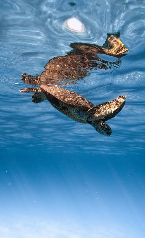 可爱的乌龟跳入蓝色清洁海水 · 免费素材图片
