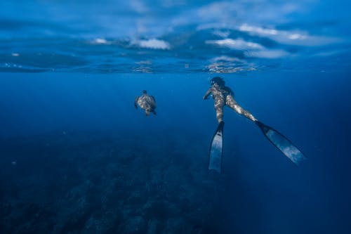 在蓝色的水龟附近潜水的女人 · 免费素材图片