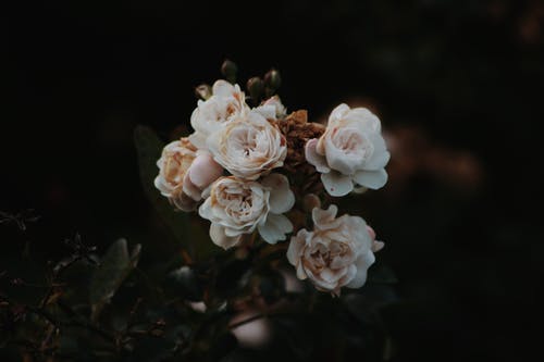 有关微距摄影, 特写, 白色的花朵的免费素材图片