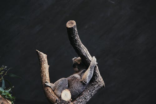 有关休息, 动物摄影, 可爱的免费素材图片