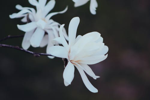 有关微距摄影, 特写, 白色的花朵的免费素材图片